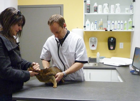 Vétérinaire chat Drummondville
